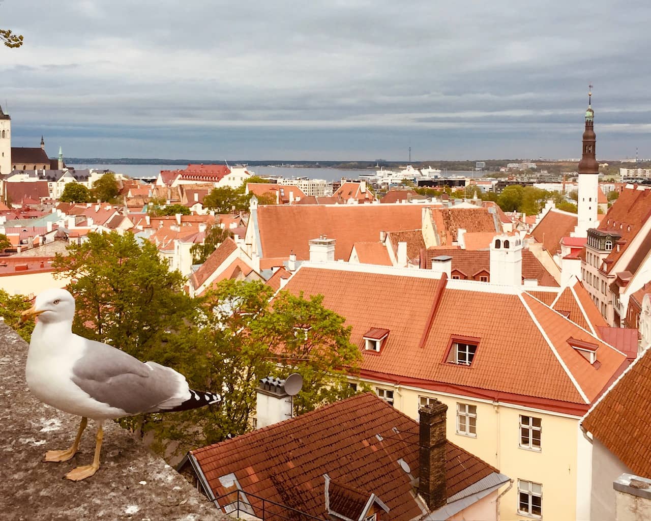 Uitzicht Tallinn