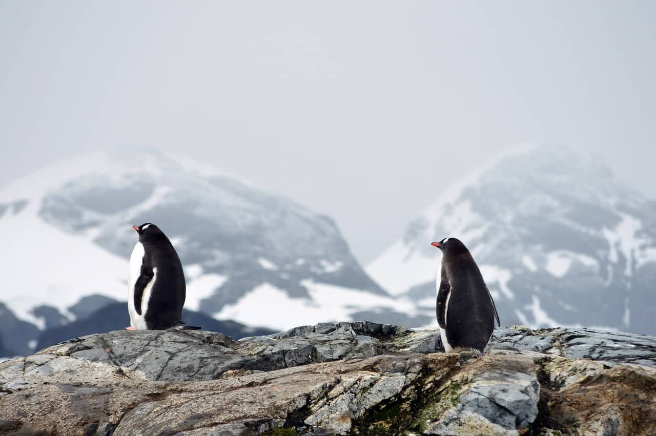 pinguins antarctica