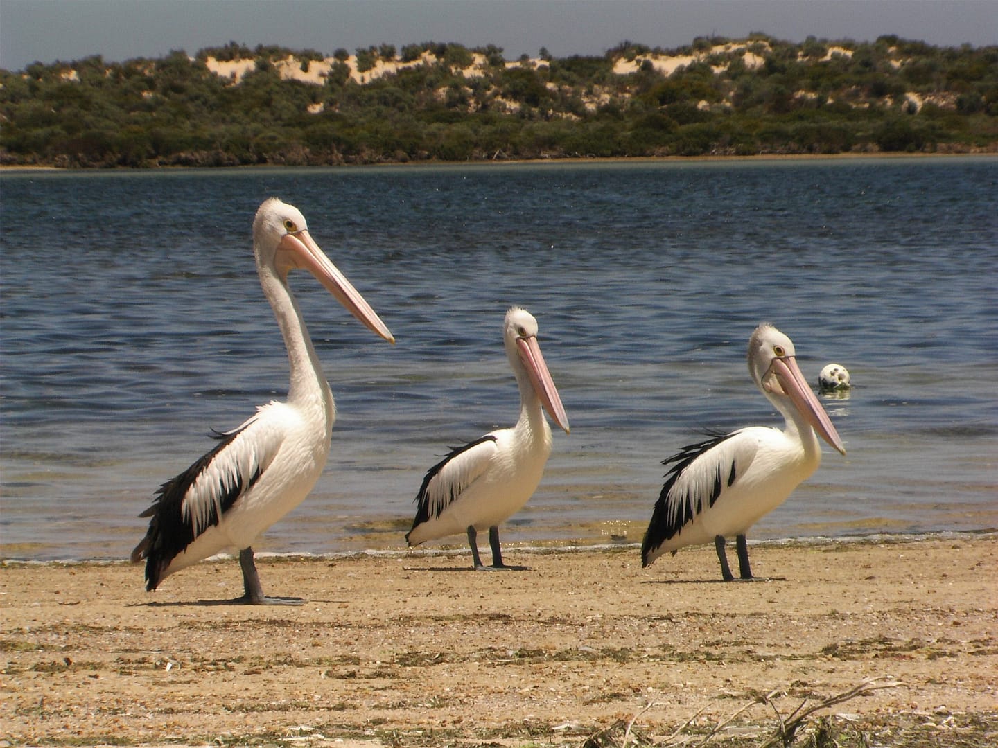 Gawler Ranges Safari in de outback van Australië pelikanen