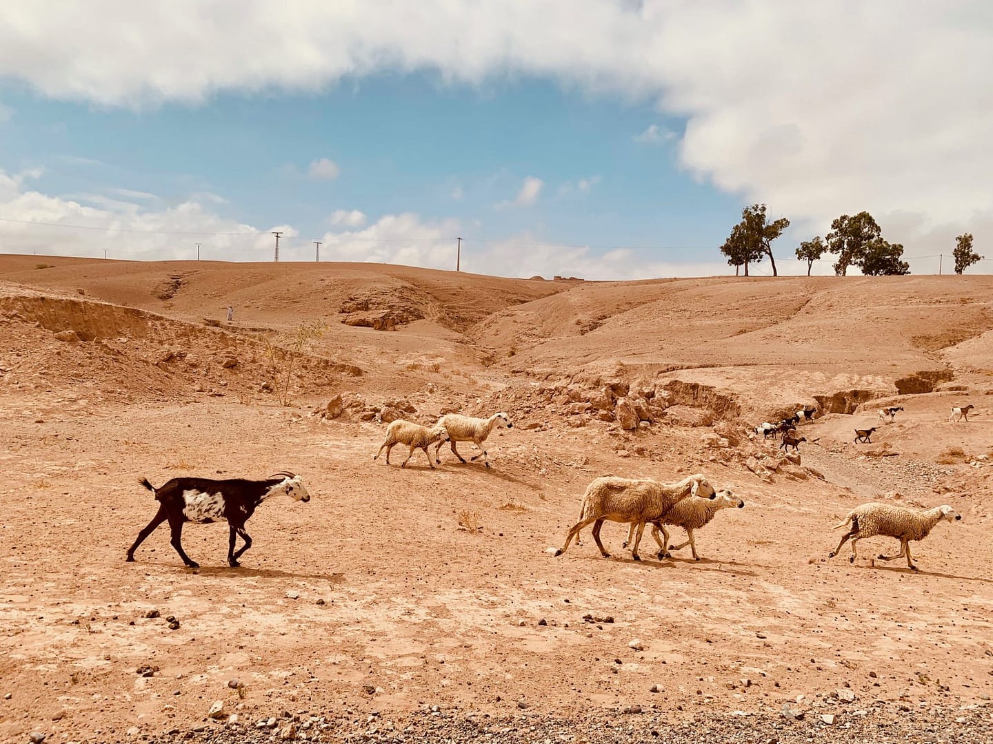 geiten agafay woestijn