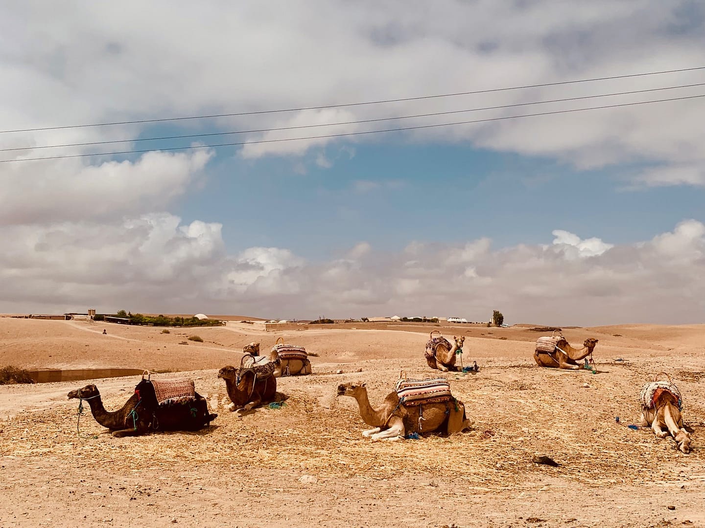 kamelen agafay woestijn marrakech