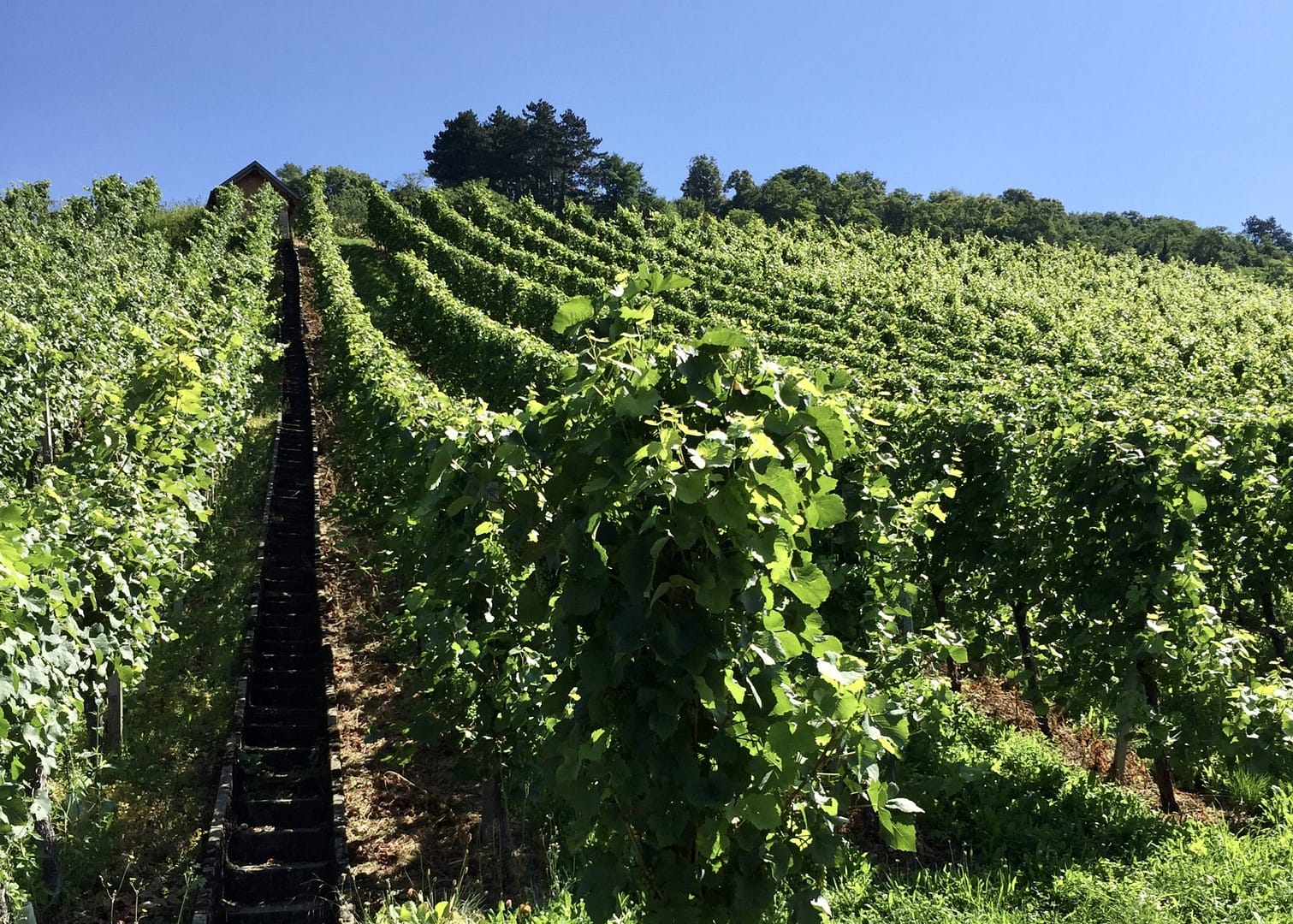 Wijnboerderij moezel