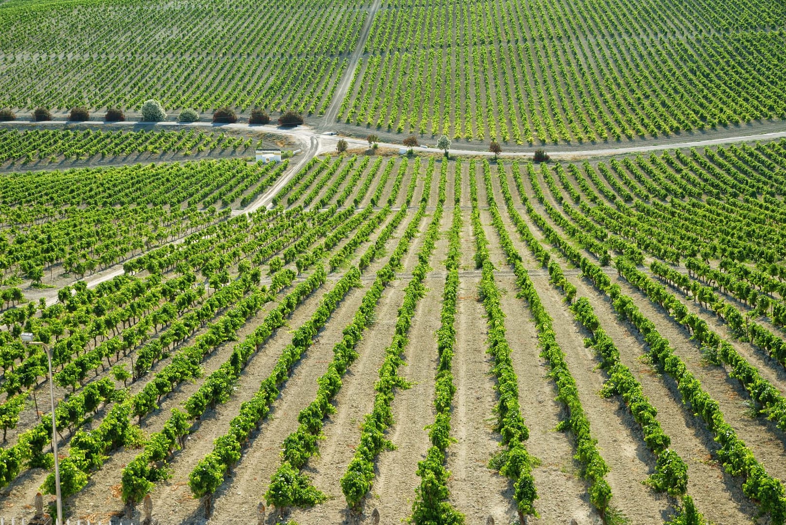 De Sherry Driehoek in Andalusië bezoeken Wijngaard