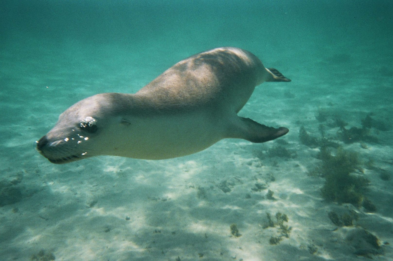 Zwemmen met zeeleeuwen in Australië