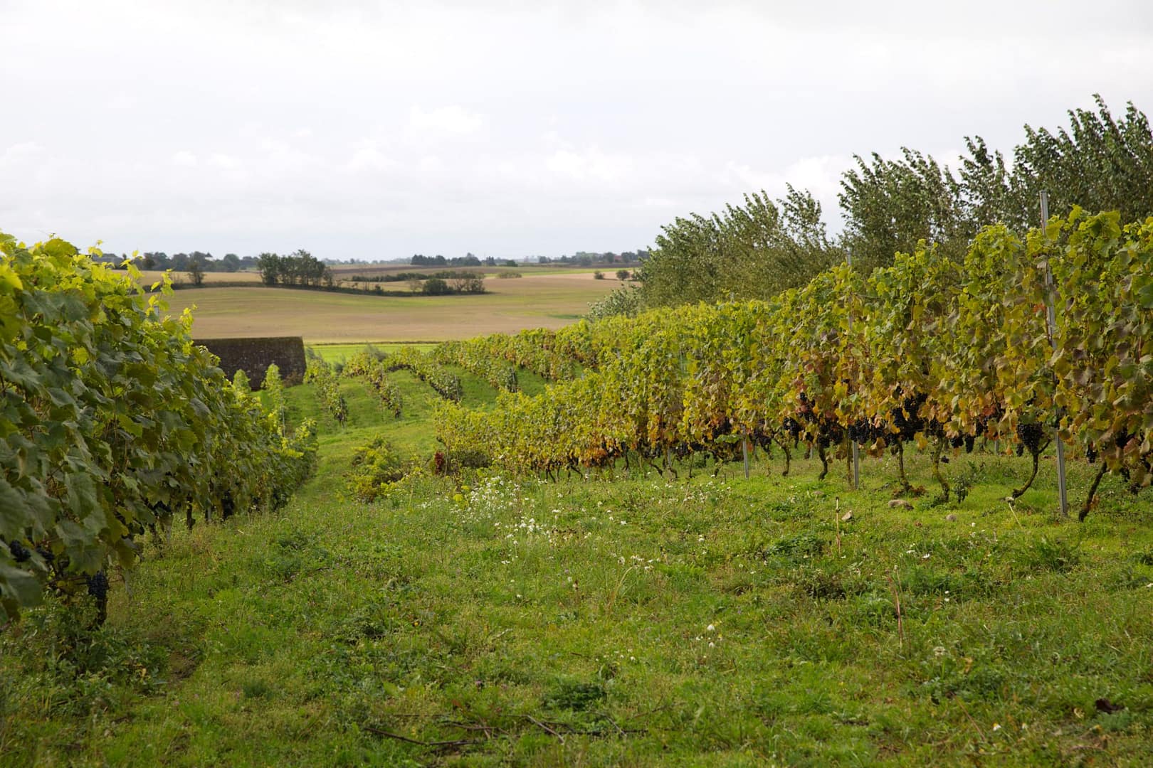 wijnveld miriam_preis-winery-4356