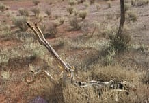 kangoeroe outback