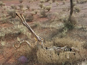kangoeroe outback